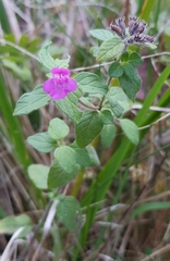 Clinopodium vulgare