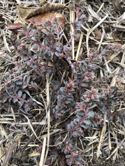 Euphorbia velleriflora