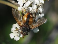 Tachina fera