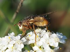 Tachina fera