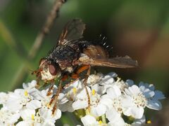 Tachina fera