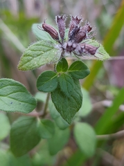 Clinopodium vulgare