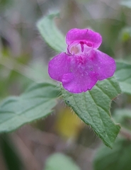 Clinopodium vulgare