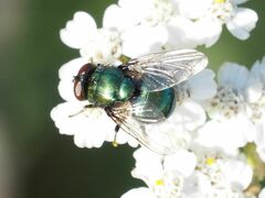 Neomyia viridescens