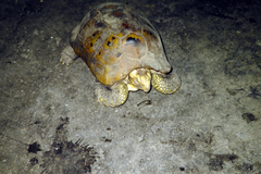 Indotestudo elongata