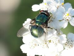 Neomyia viridescens