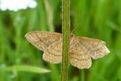 Idaea ochrata