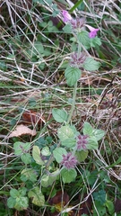 Clinopodium vulgare