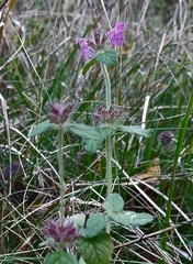 Clinopodium vulgare