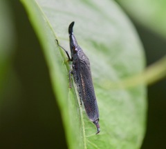 Acrobelus reflexus