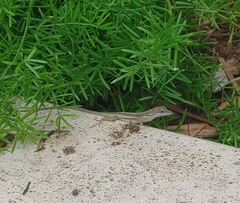 Anolis gingivinus
