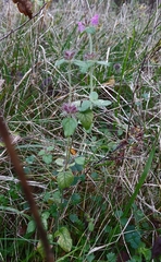 Clinopodium vulgare