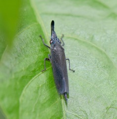 Image of Acrobelus reflexus