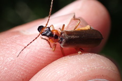 Podabrus alpinus