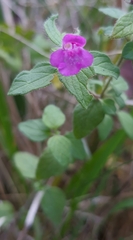 Clinopodium vulgare
