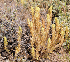 Castilleja pilosa