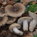 Russula sororia - Photo (c) Marco Floriani, algunos derechos reservados (CC BY-NC), subido por Marco Floriani