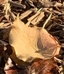 Phylloscypha phyllogena