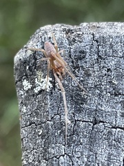 Cheiracanthiidae