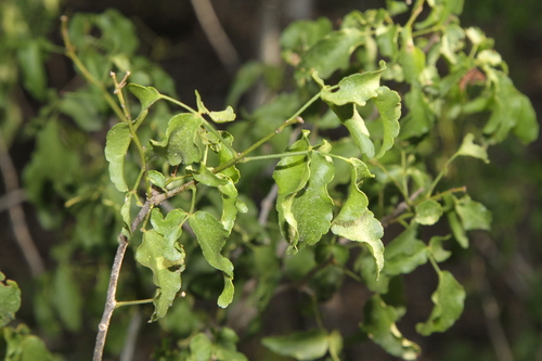 Image of Amyris texana by (c) Reid Hardin, some rights reserved (CC BY)