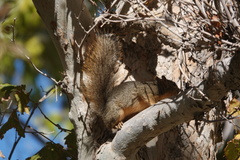 Sciurus niger