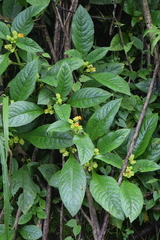 Chrysothemis friedrichsthaliana
