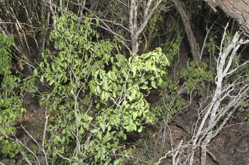 Image of Amyris texana by (c) Reid Hardin, some rights reserved (CC BY)