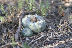 Lophophora williamsii