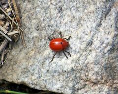 Leptinotarsa rubiginosa