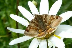 Euclidia glyphica
