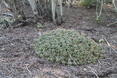 Coryphantha macromeris runyonii