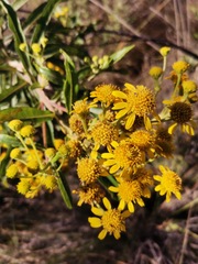 Verbesina virgata