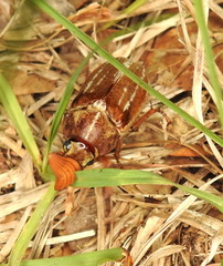 Polyphylla occidentalis