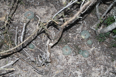 Lophophora williamsii