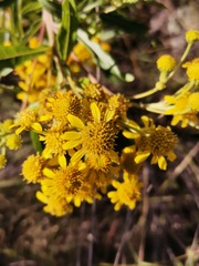 Verbesina virgata