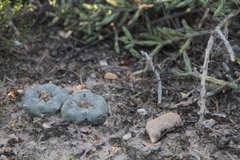 Lophophora williamsii