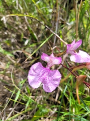 Comparettia macroplectron