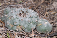 Lophophora williamsii