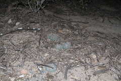 Lophophora williamsii