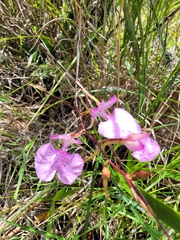 Comparettia macroplectron