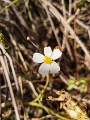 Bidens odorata