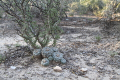 Lophophora williamsii
