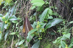 Chrysothemis friedrichsthaliana