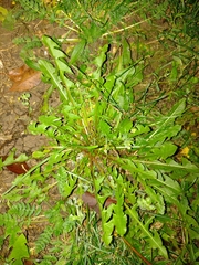 Taraxacum officinale
