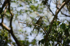 Andropadus importunus