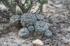 Lophophora williamsii