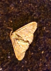 Erannis defoliaria