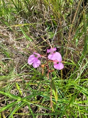 Comparettia macroplectron