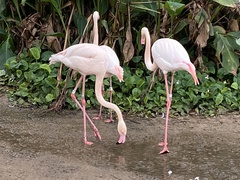 Phoenicopterus
