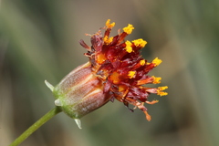 Thelesperma ambiguum